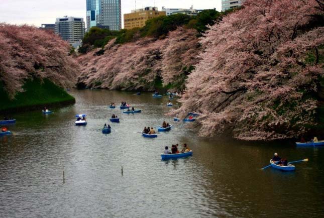 Cseresznyevirágzás Japánban