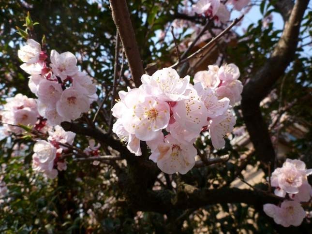Cseresznyevirágzás Japánban