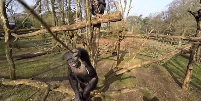 Kiütötte a drónt a csimpánz