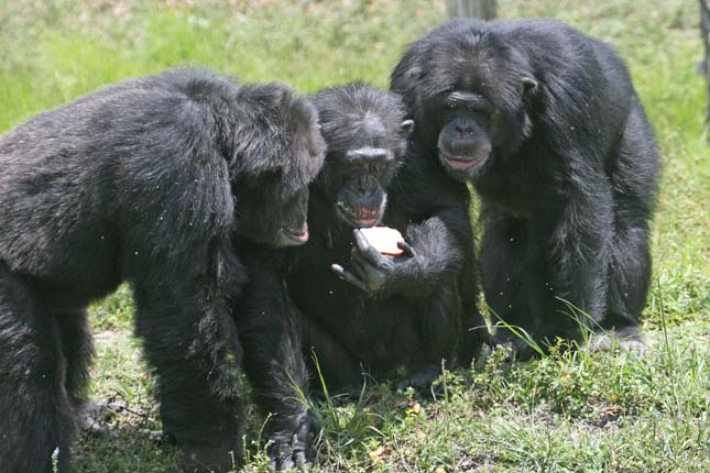 Csimpánzok