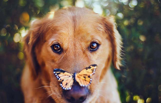 Golden retriever