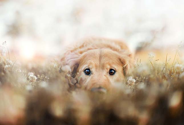 Golden retriever