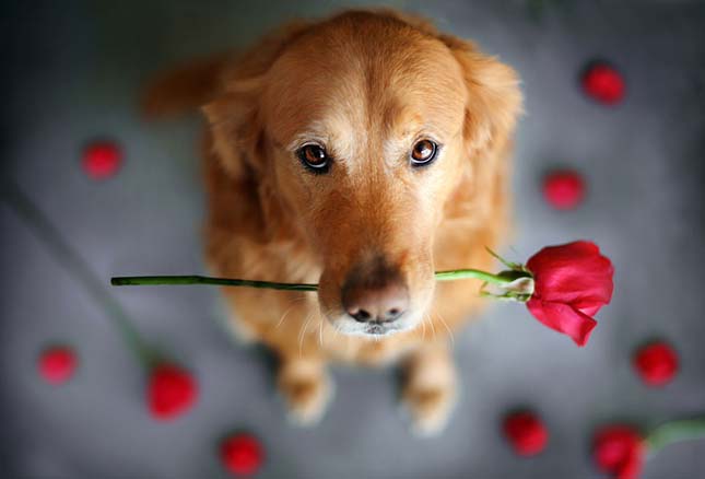 Golden retriever