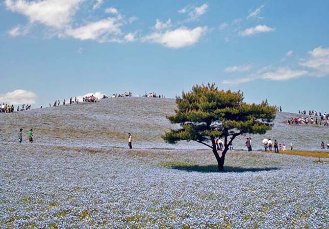 Japán virág park