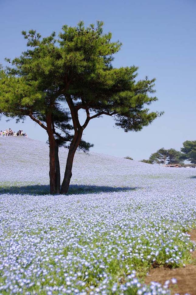 Japán virág park