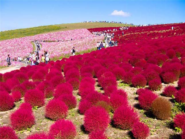 Japán virág park