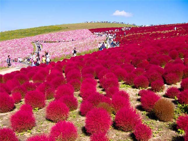 Japán virág park