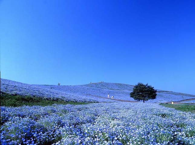 Japán virág park