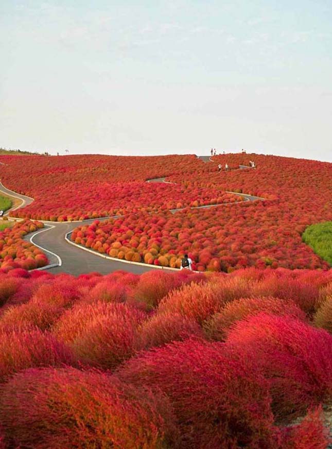 Japán virág park