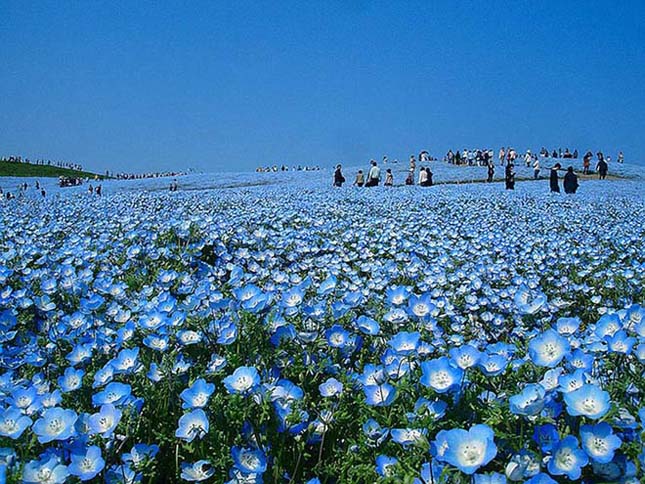 Japán virág park