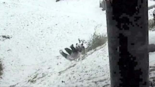 Óriáspanda játszik a hóban