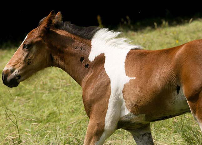 Különleges mintát viselő ló