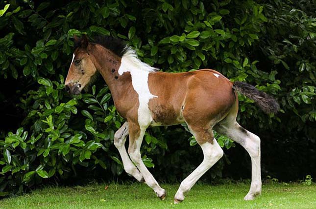 Különleges mintát viselő ló