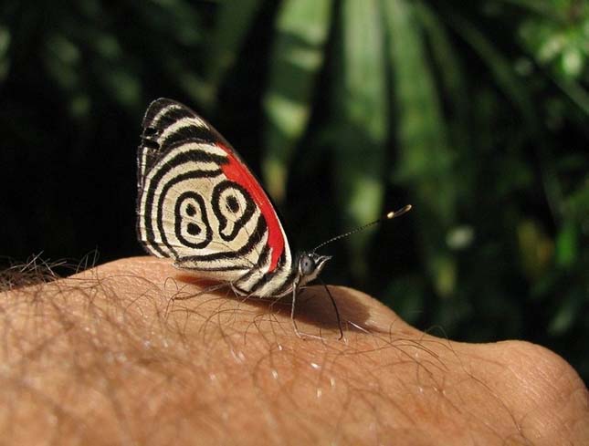 Diaethria neglecta