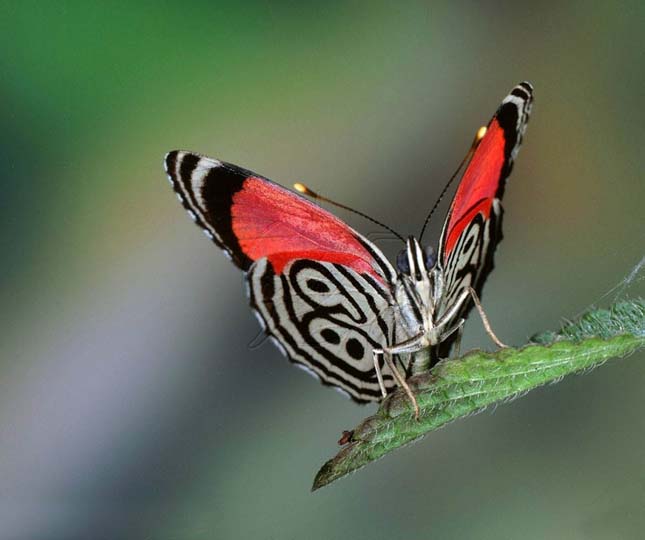 Diaethria neglecta