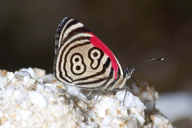 Diaethria neglecta