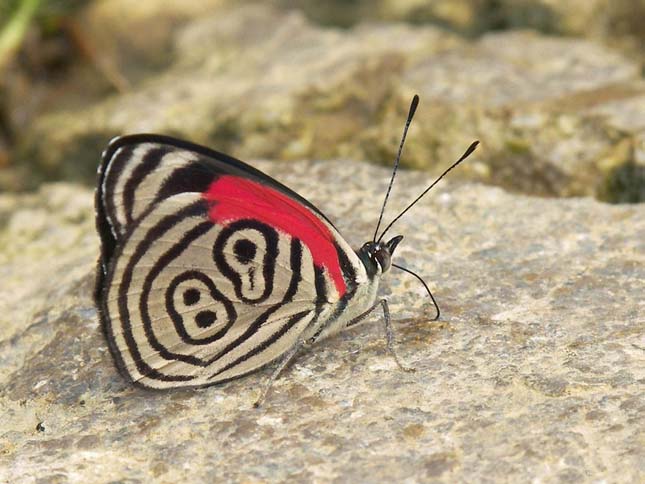 Diaethria neglecta