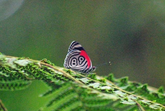 Diaethria neglecta