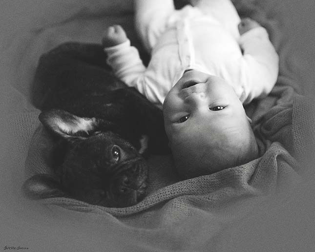 A kisbaba és a francia bulldog barátsága