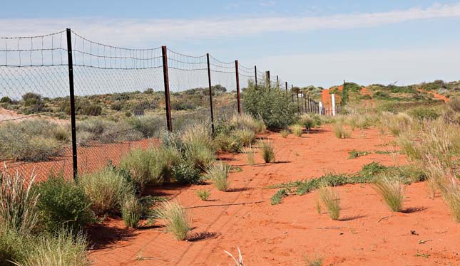 Dingó kerítés