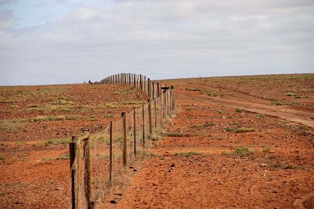 Dingó kerítés