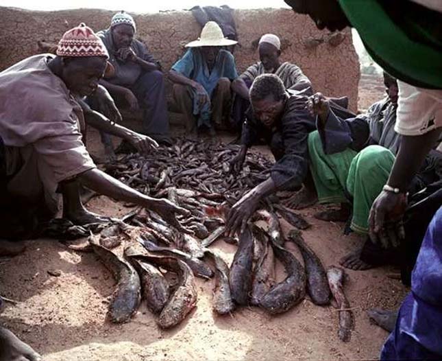A dogon törzs rituális halászata