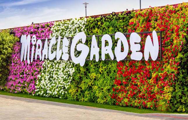 Miracle Garden - Dubai