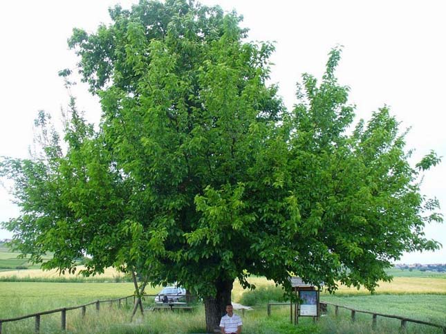 Bialbero de Casorzo