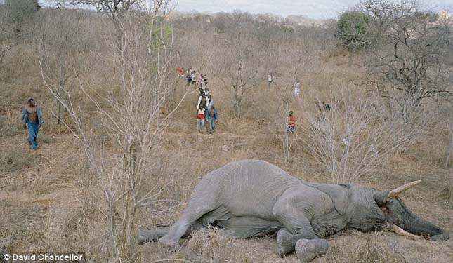 Elpusztult elefánt