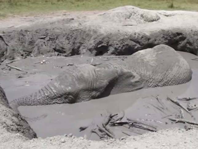 Elefánt a sárban
