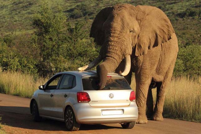 Elefánt ejtett fogságba egy autót