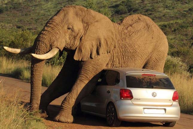 Elefánt ejtett fogságba egy autót