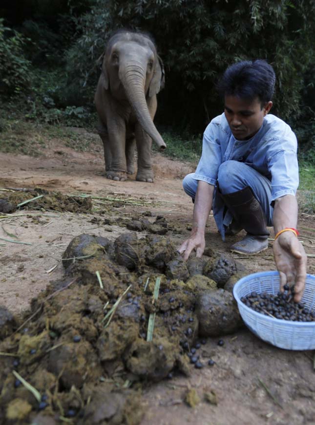 Elefánt ürülékből kinyert kávé, Black Ivory