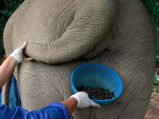 Elefánt ürülékből kinyert kávé, Black Ivory