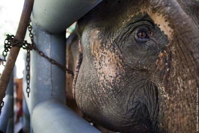 A Világ első elefántkórháza Thaiföldön
