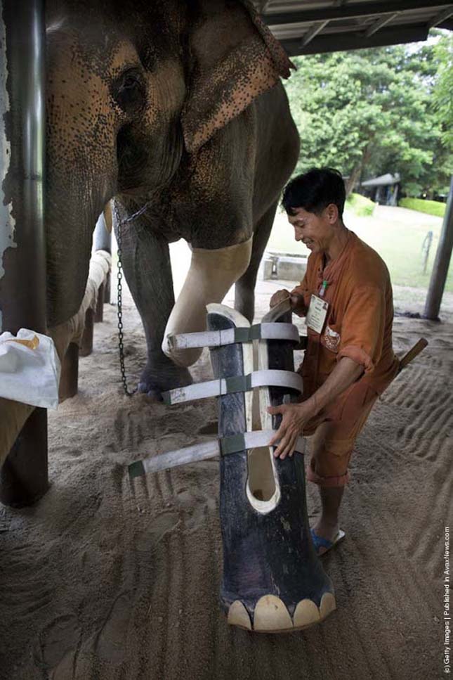 A Világ első elefántkórháza Thaiföldön