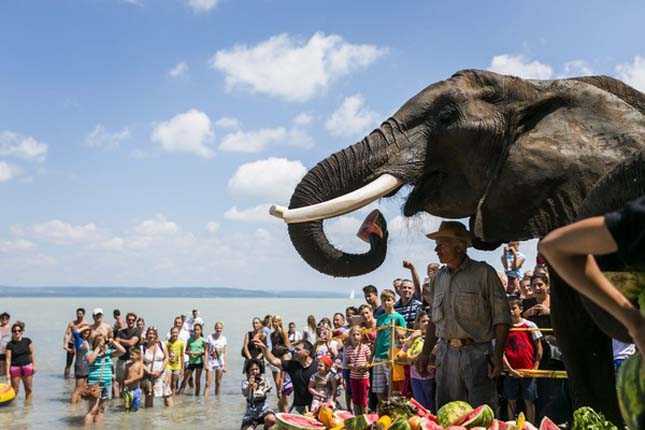 Elefántoka  a Balatonban