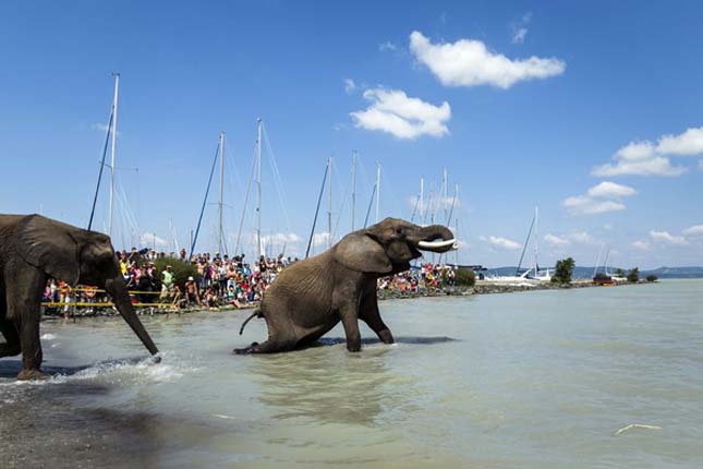 Elefántoka  a Balatonban