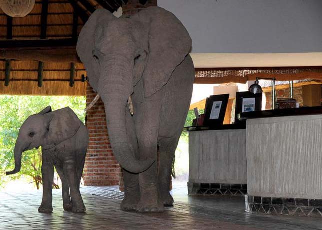 Elefántok a szállodában