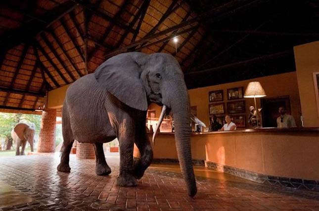 Elefántok a szállodában
