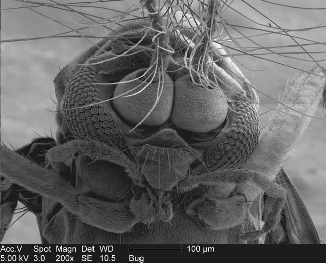 Elektronmikroszkópos képek egy szúnyogról