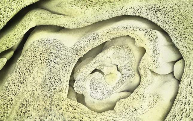 Élelmiszerk mikroszkóp alatt