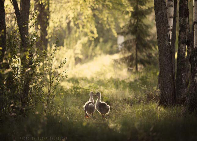 Elena Shumilova