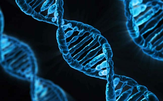 Emberi embriók génjeit módosították