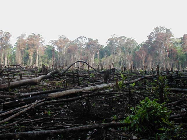 Esőerdők kiirtása