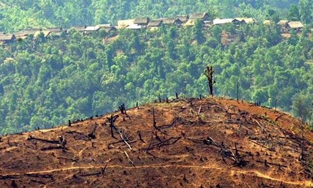 Esőerdők kiirtása