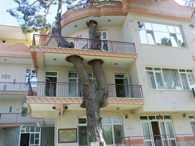 Amikor a fák az épületek részévé válnak