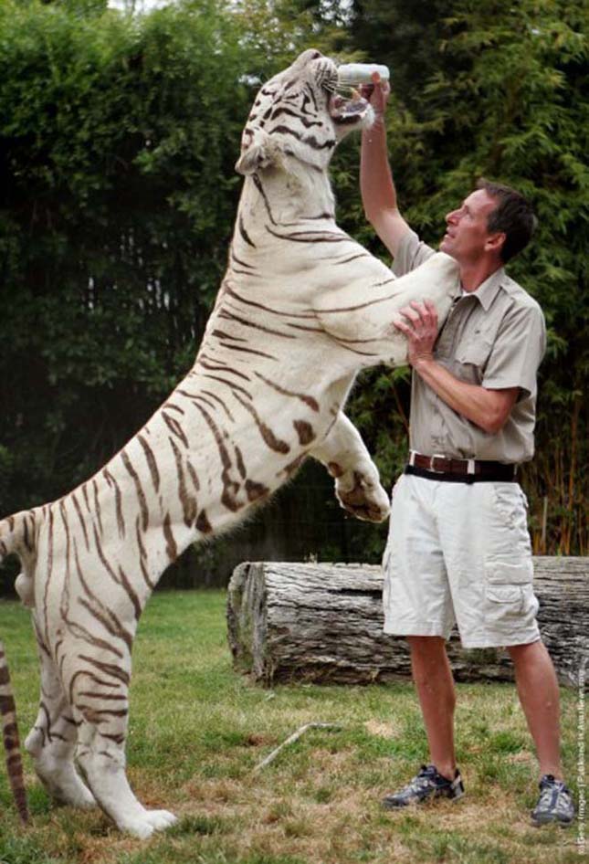 Odin, a búvárkodó fehér tigris