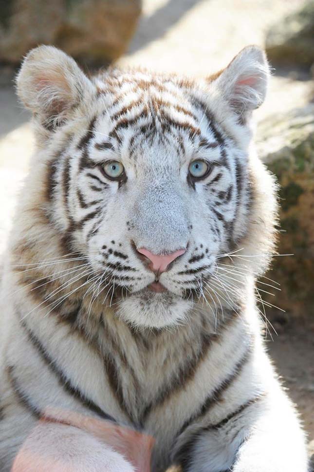 Fehér tigrisek