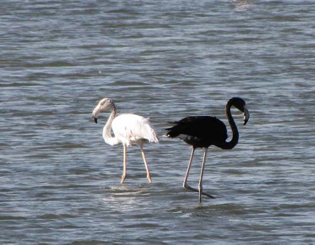 Fekete flamingó